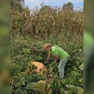 Fructul gigant cultivat în grădina unei familii din Maramureş. Ajunge la 200 kg şi continuă să crească
