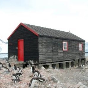 Salariu de 2.500 €, cu masă şi cazare incluse, ca să numeri pinguini în Antarctica. Condiţia greu de acceptat