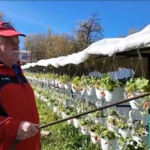 Afacerea de vis a unui bărbat din Cluj. Cu doar 2.000 de lei şi-a transformat curtea într-o grădină suspendată