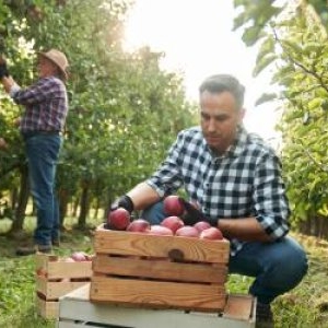 Un nou soi de mere apare în supermarketuri. Un fermier a dat lovitura cu fructul care rezistă la vremea rea