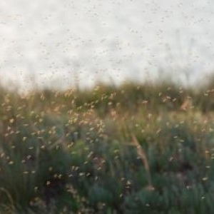 Singura ţară din lume fără ţânţari. Motivul pentru care insectele nu rezistă aici