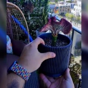 Planta roz de la care a pornit o afacere de milioane. Tânărul care a vândut-o are acum 1.000 de comenzi pe zi