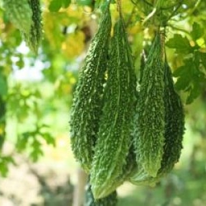 Leguma exotică, benefică pentru diabetici, cu care un român a dat lovitura. Se vinde cu 45 de lei/kg