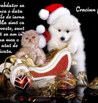 Felicitare de Craciun cu pisica si catel