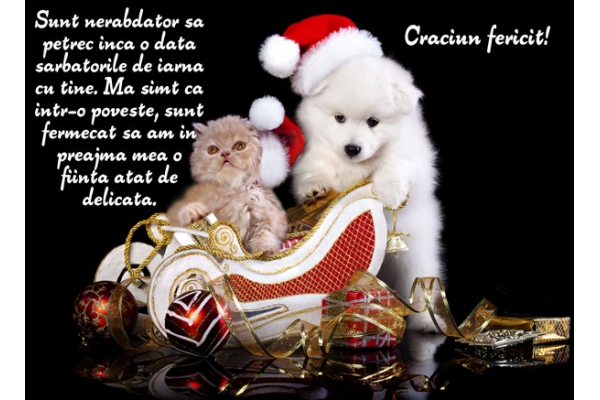 Felicitare de Craciun cu pisica si catel