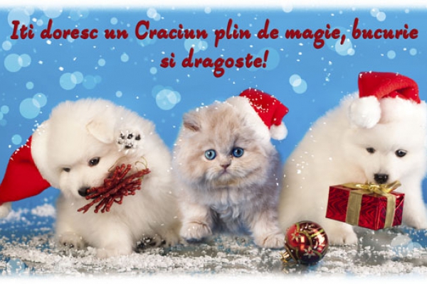 Felicitare de Craciun cu pisica si catelusi