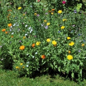 Hartie cu seminte de flori :  Covoras &amp;amp;#8222;Feerie de culori&amp;amp;#8221;