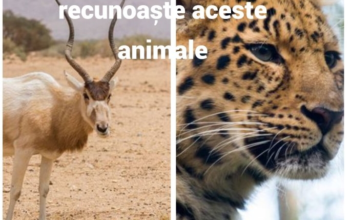 1 din 10 oameni identifică corect aceste animale