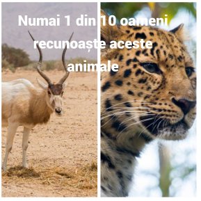 1 din 10 oameni identifică corect aceste animale